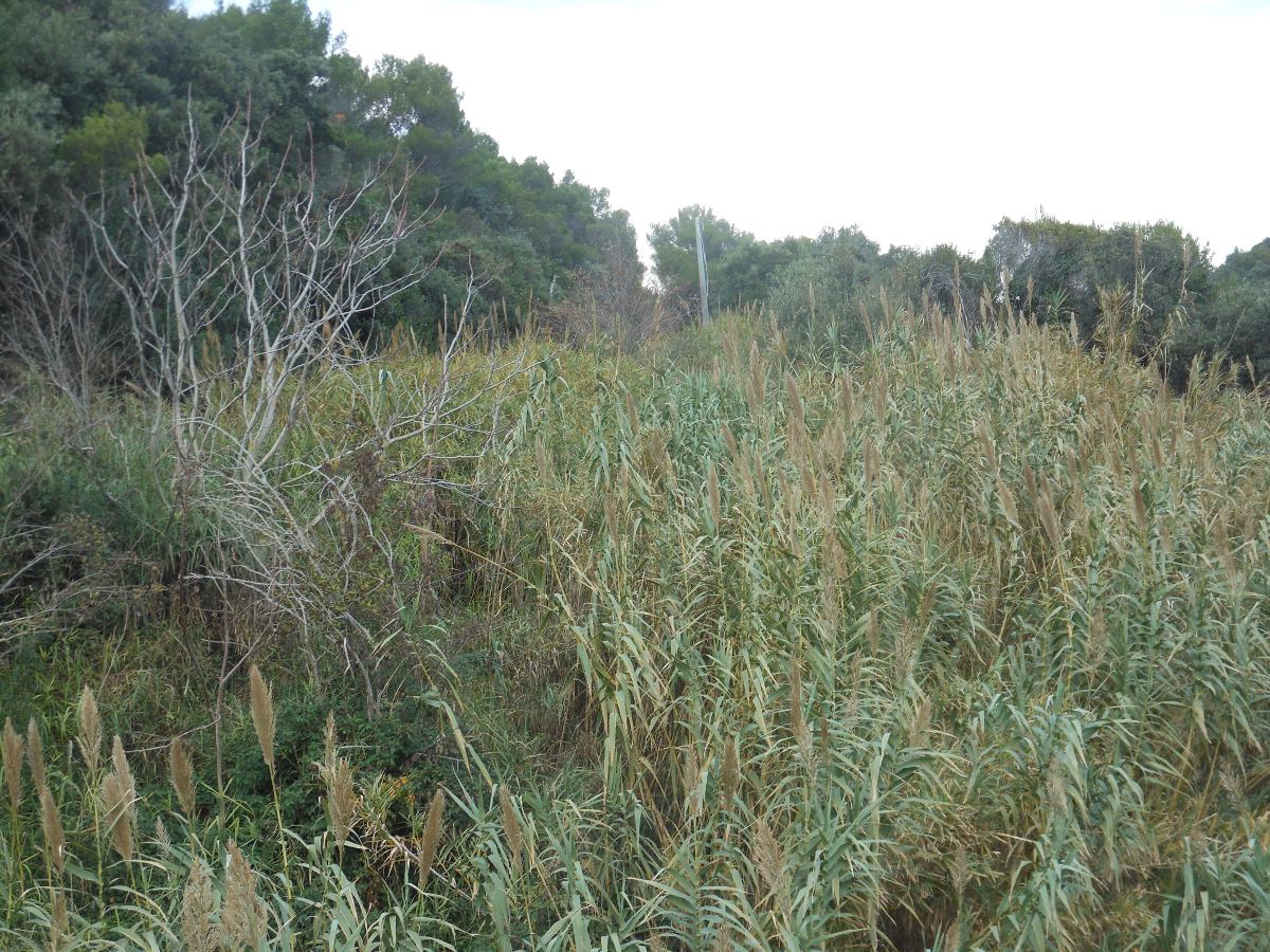 Arundo donaciformis (Loisel.) Hardion, Verlaque & B. Vila